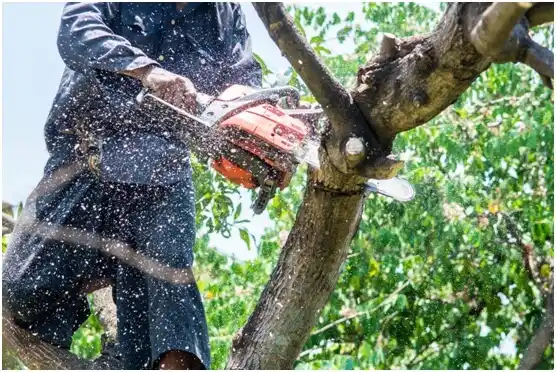 tree services Williamsburg